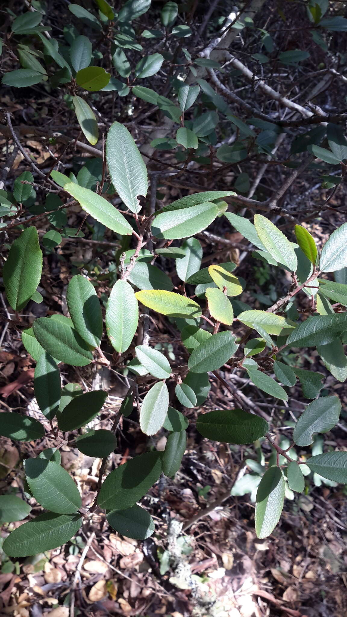 Image de Frangula californica (Eschsch.) A. Gray