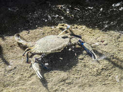 Image of lesser blue crab