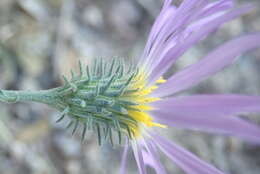 Imagem de Dieteria asteroides var. asteroides