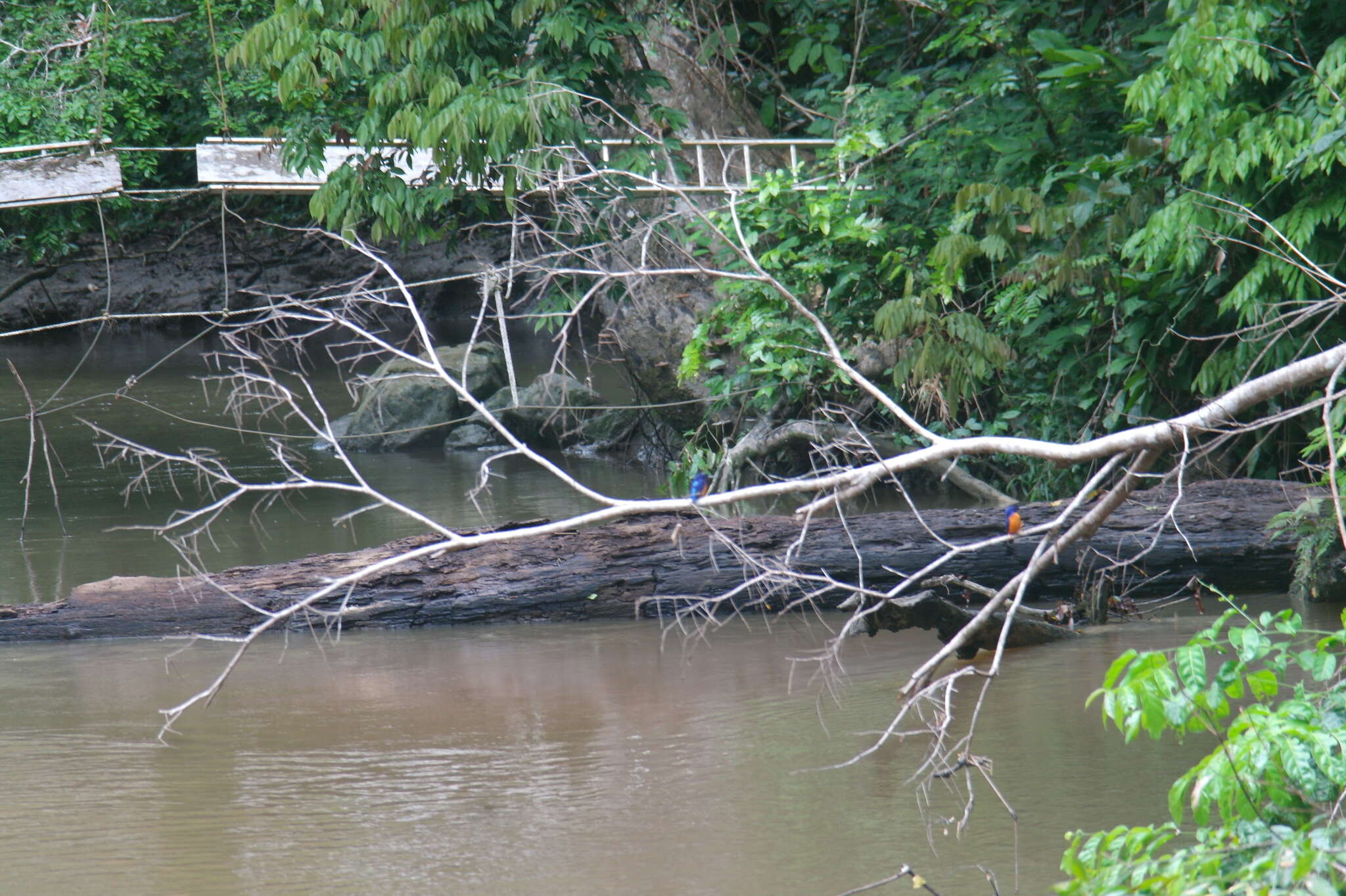 Image of Shining-blue Kingfisher