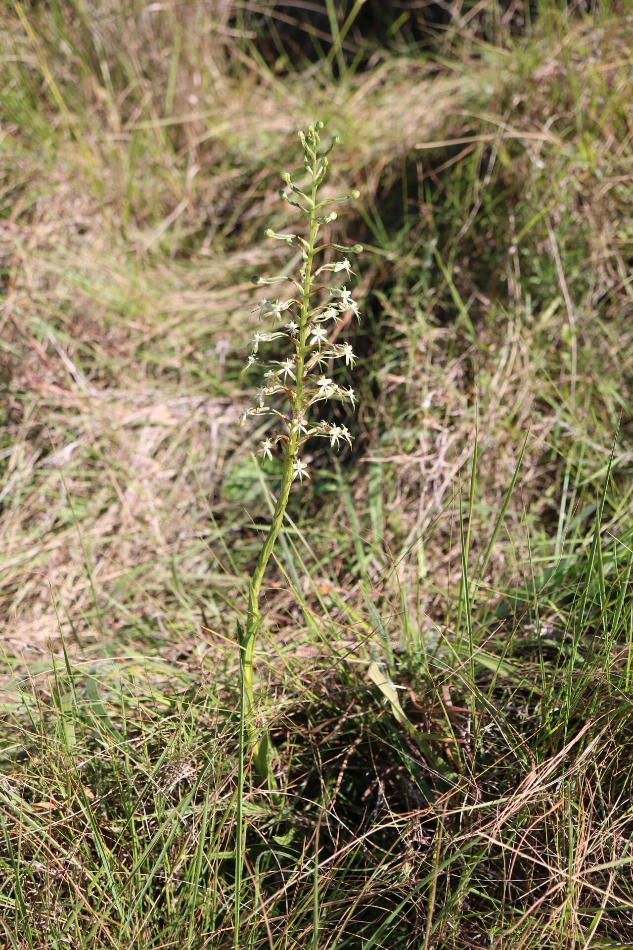 Image de Habenaria falcicornis (Lindl.) Bolus