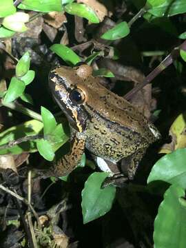 Image of Leptodactylus rhodonotus (Günther 1869)