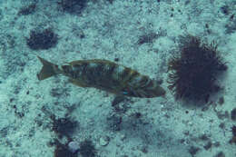 Lethrinus nebulosus (Forsskål 1775) resmi