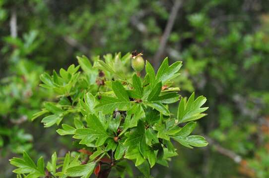 Image of Common Hawthorn