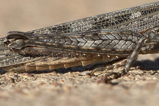 Image of Coryphistes interioris Tepper 1896