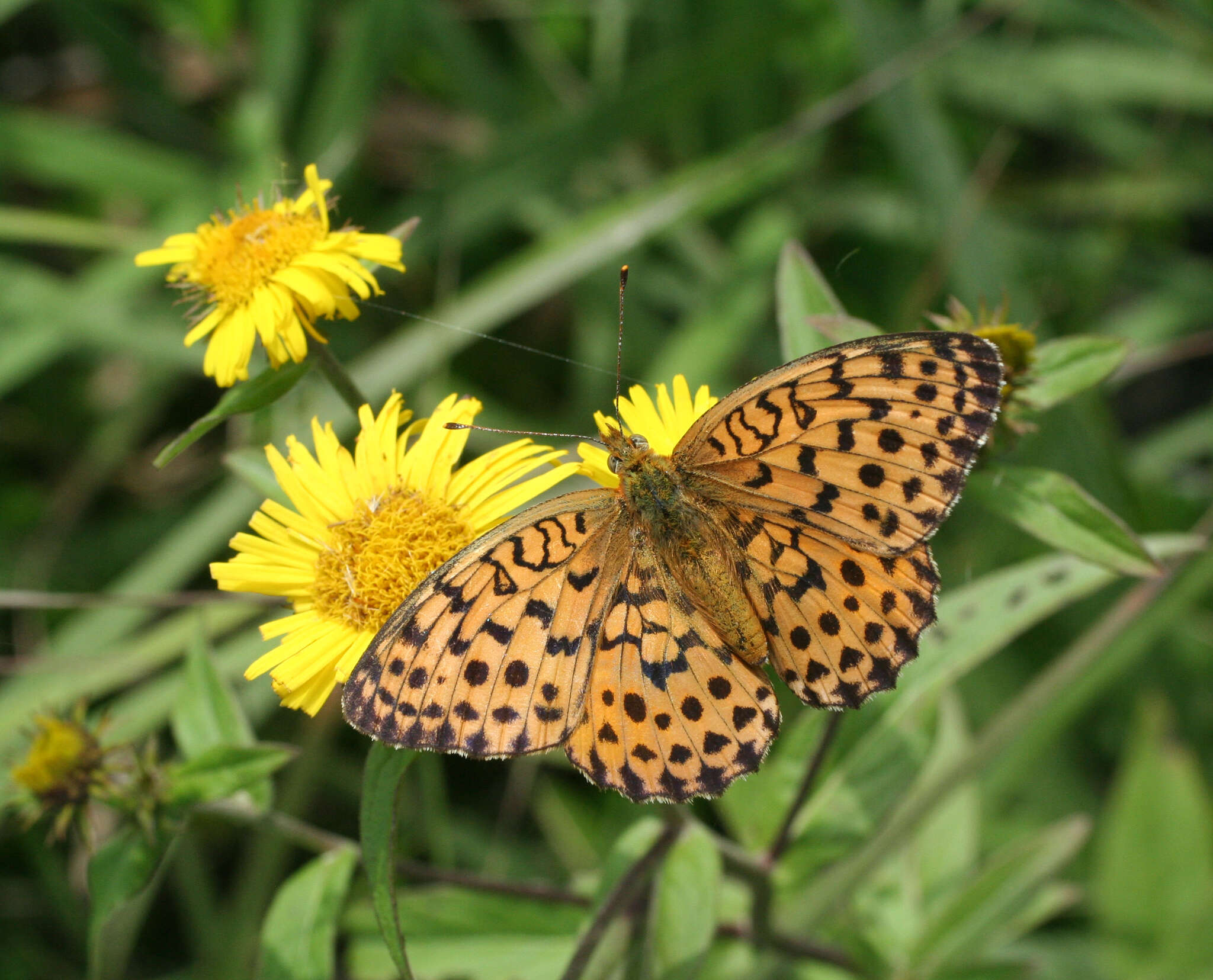 Image of Inula japonica Thunb.