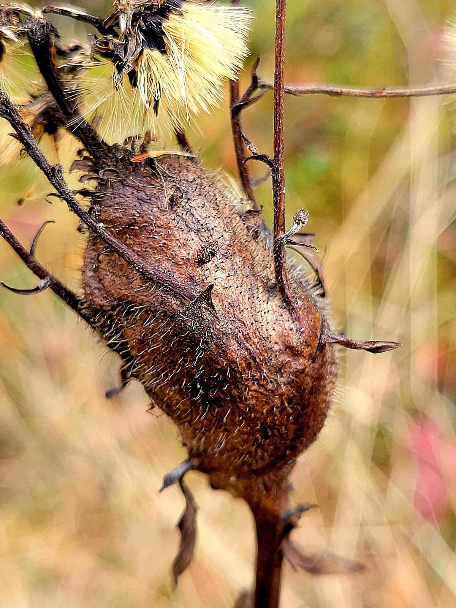 Plancia ëd Aulacidea