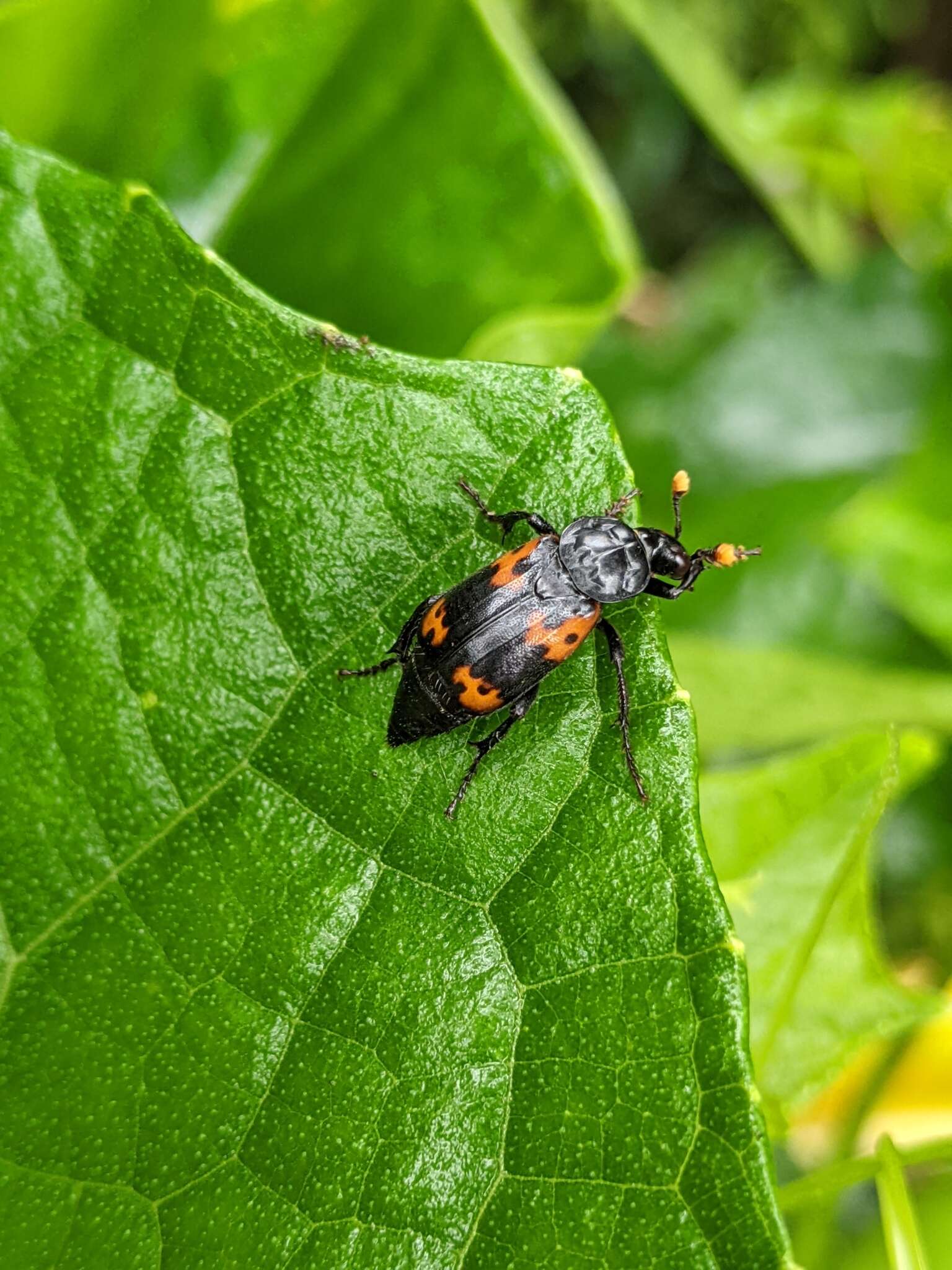 Nicrophorus (Nicrophorus) nepalensis (Hope 1831) resmi