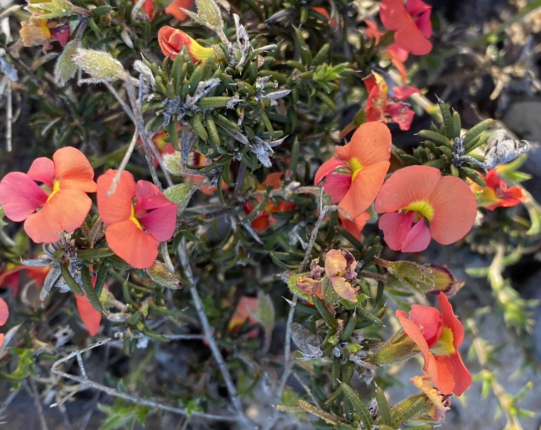 Image of Chorizema aciculare (DC.) A. W. Hill