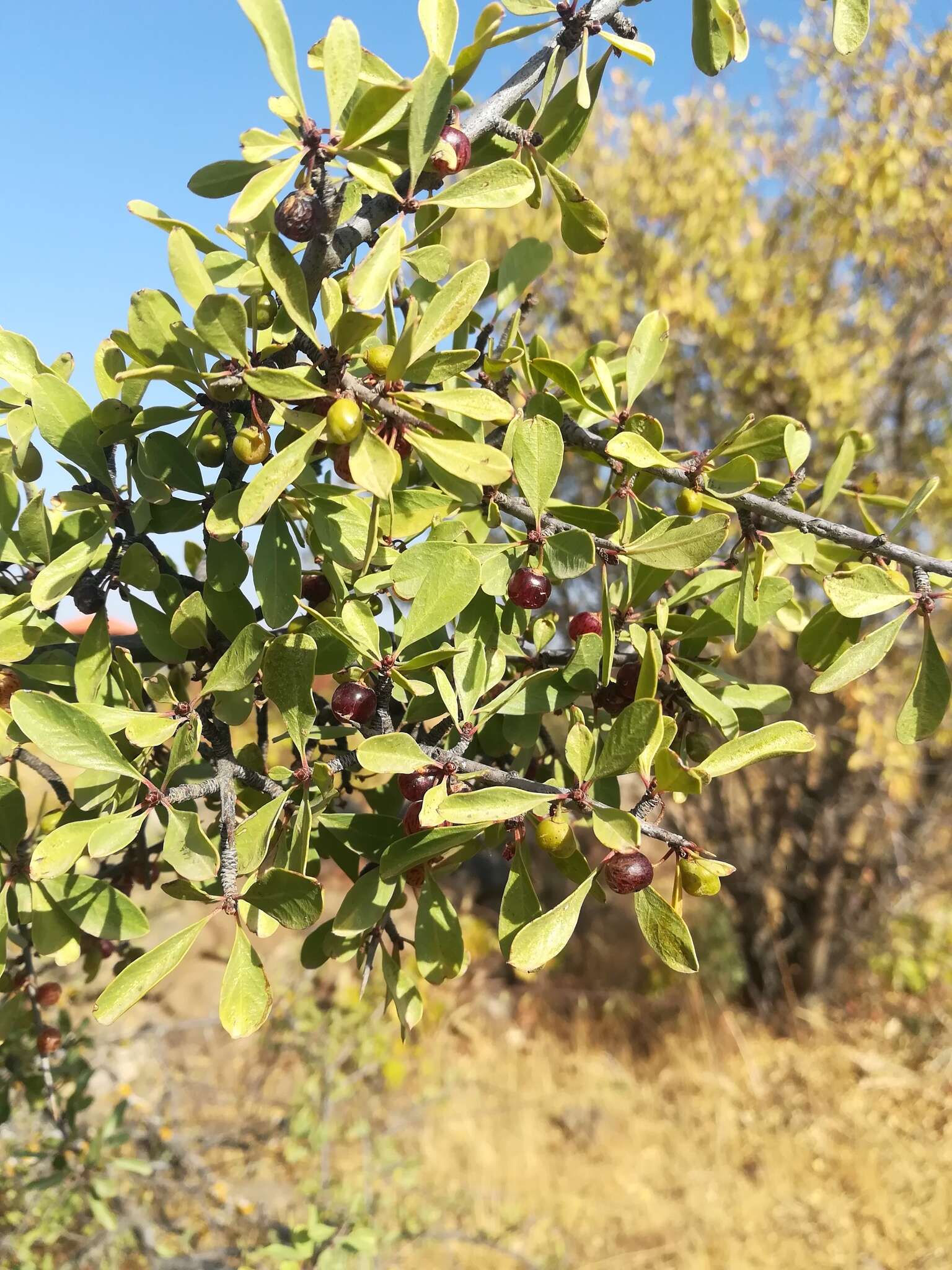 Image of Rhamnus lycioides subsp. graeca (Boiss. & Reuter) Tutin