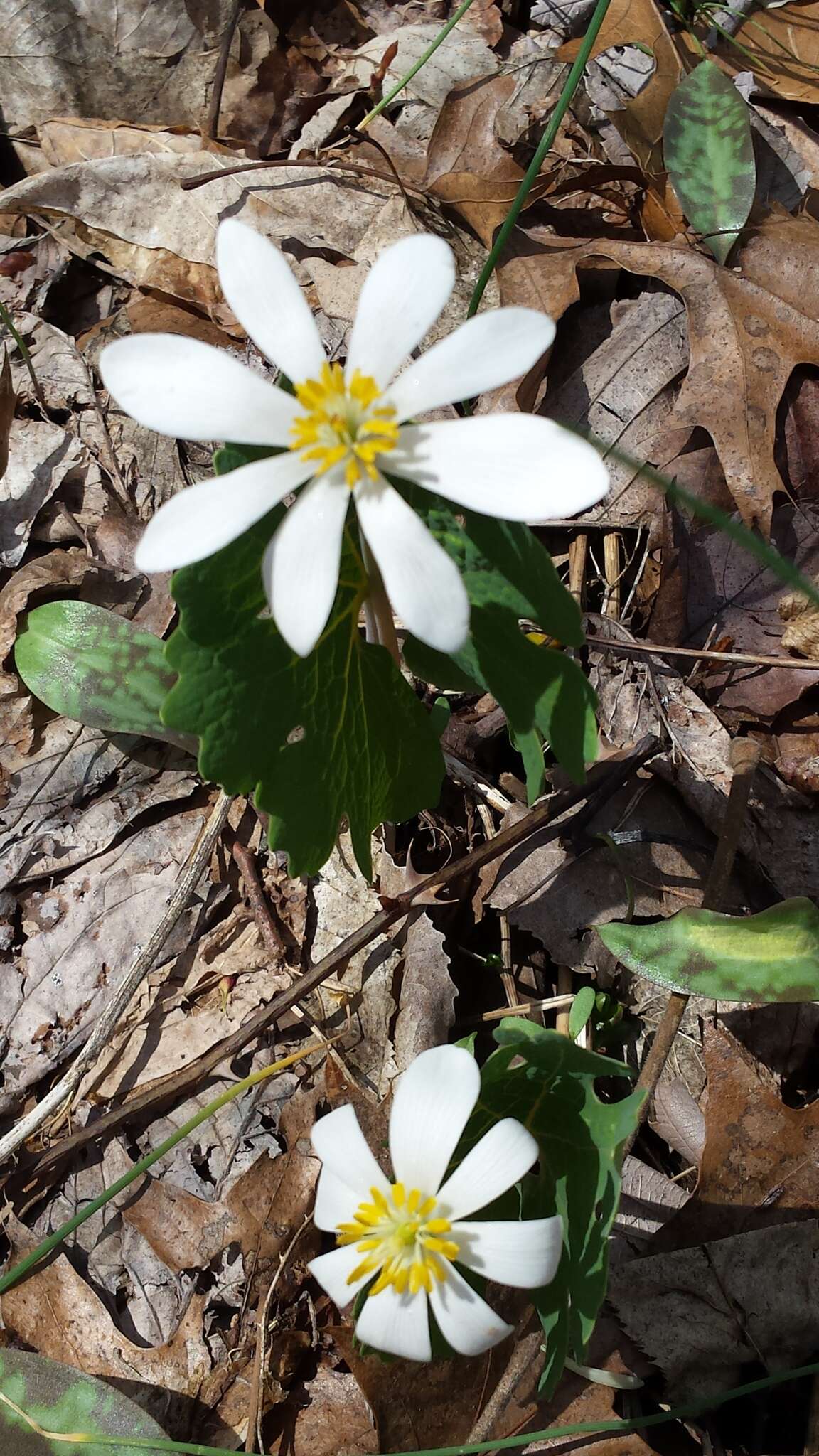 Image of bloodroot