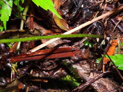 Image of Diplazium kawakamii var. subglabratum Tag.