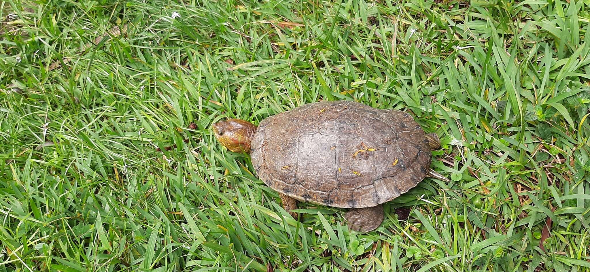 Image of Trachemys callirostris callirostris (Gray 1855)