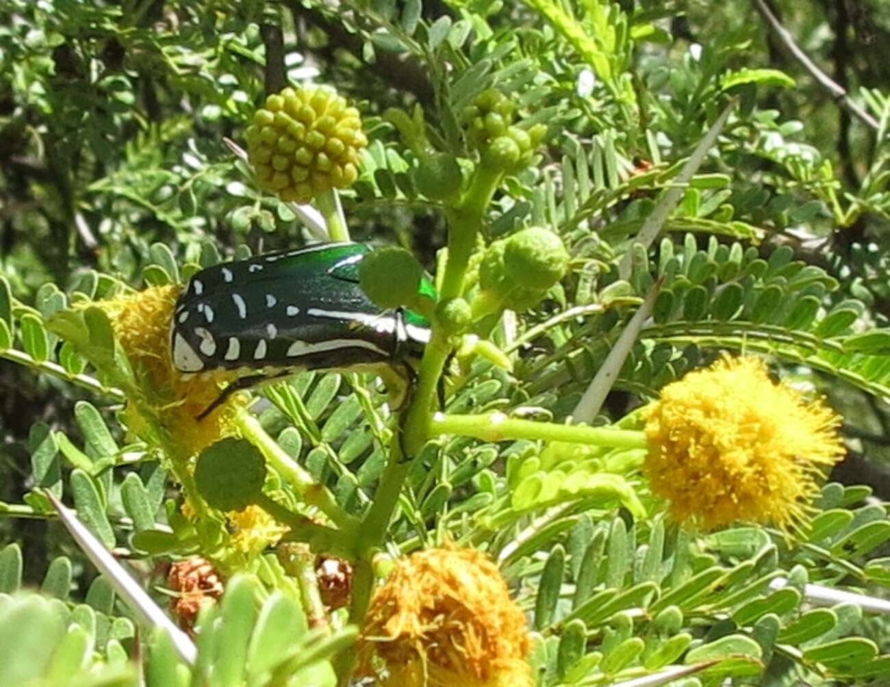 Image de Rhabdotis semipunctata (Fabricius 1787)