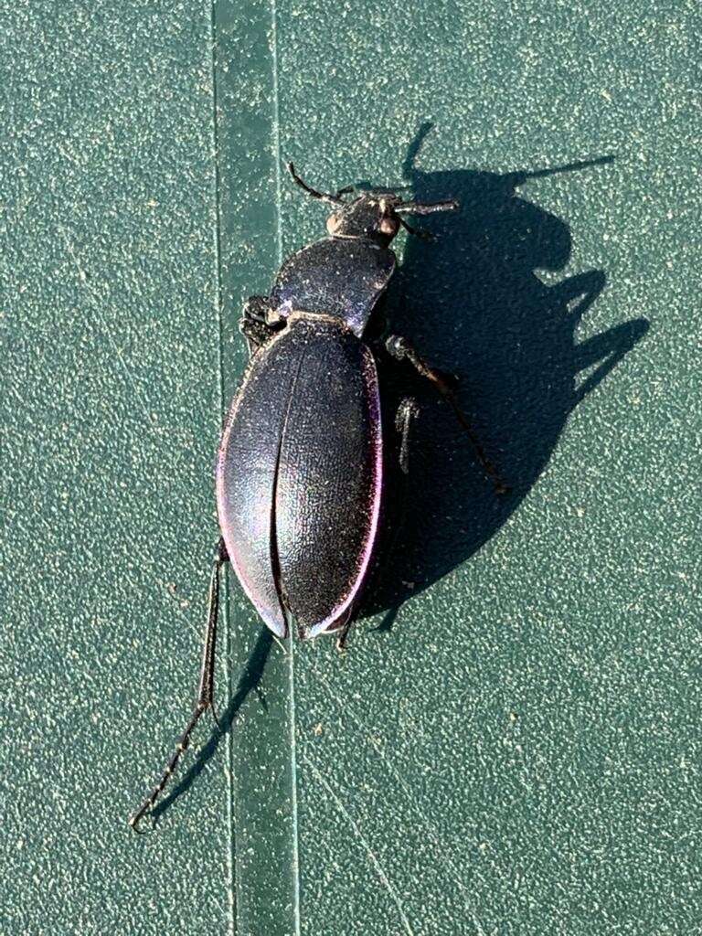 Слика од Carabus (Megodontus) germarii Sturm 1815