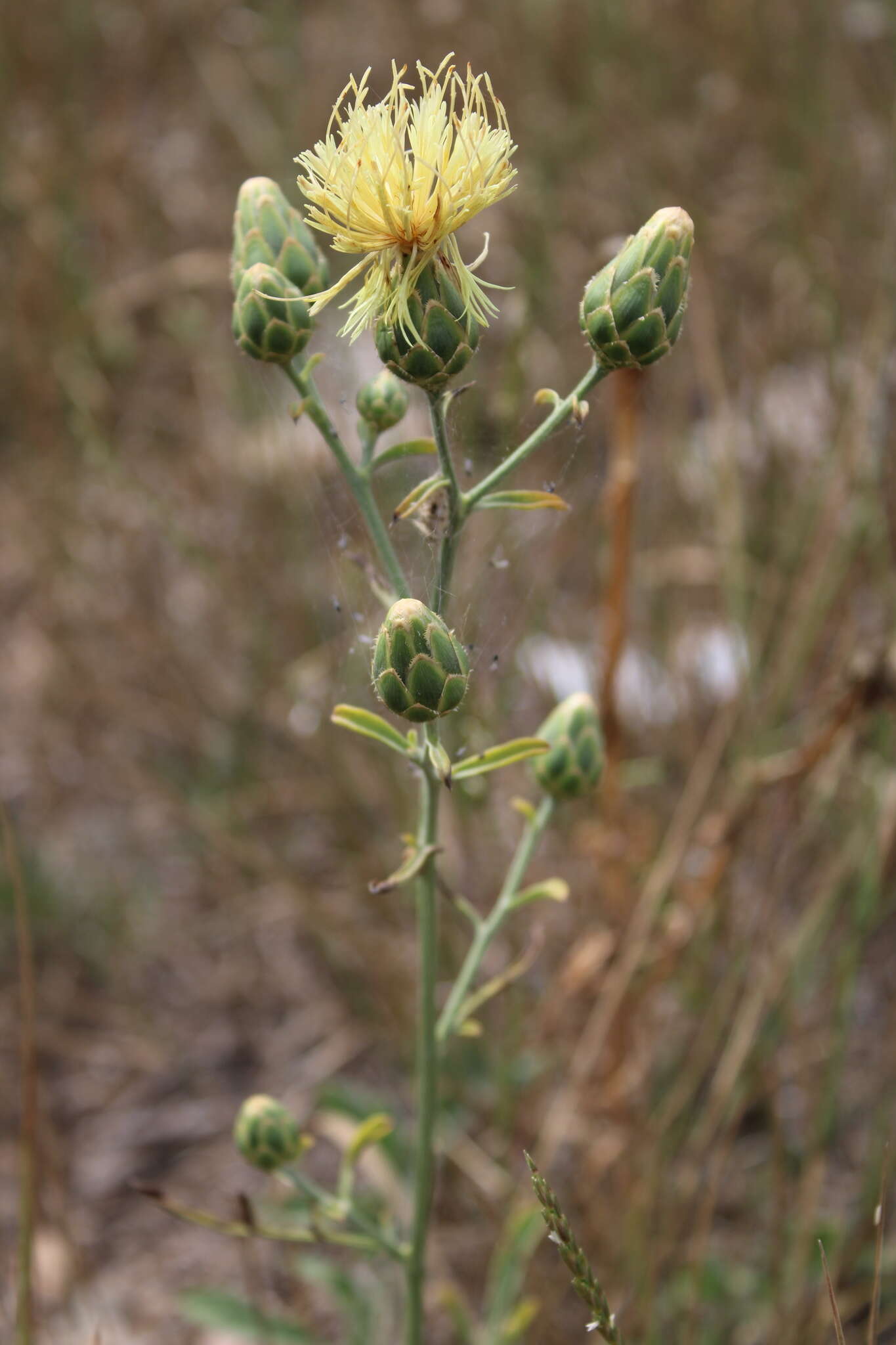 Image of Centaurea salonitana Vis.