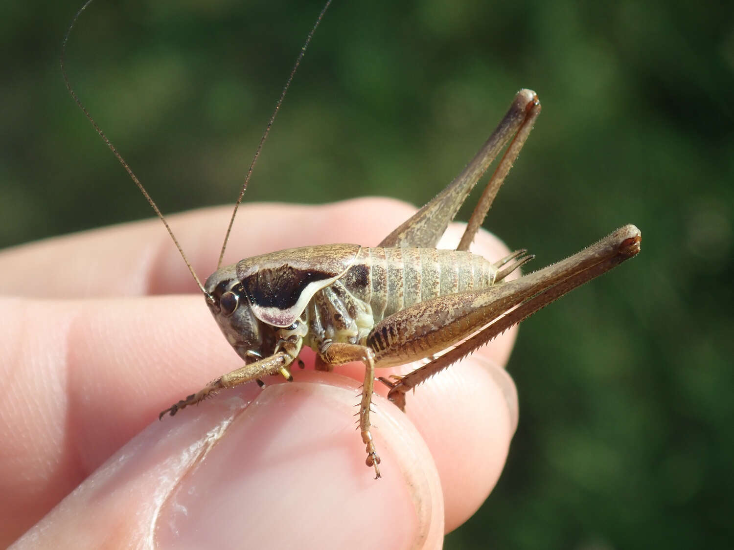 Image de Pholidoptera femorata (Fieber 1853)