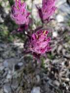 Image of elegant Indian paintbrush