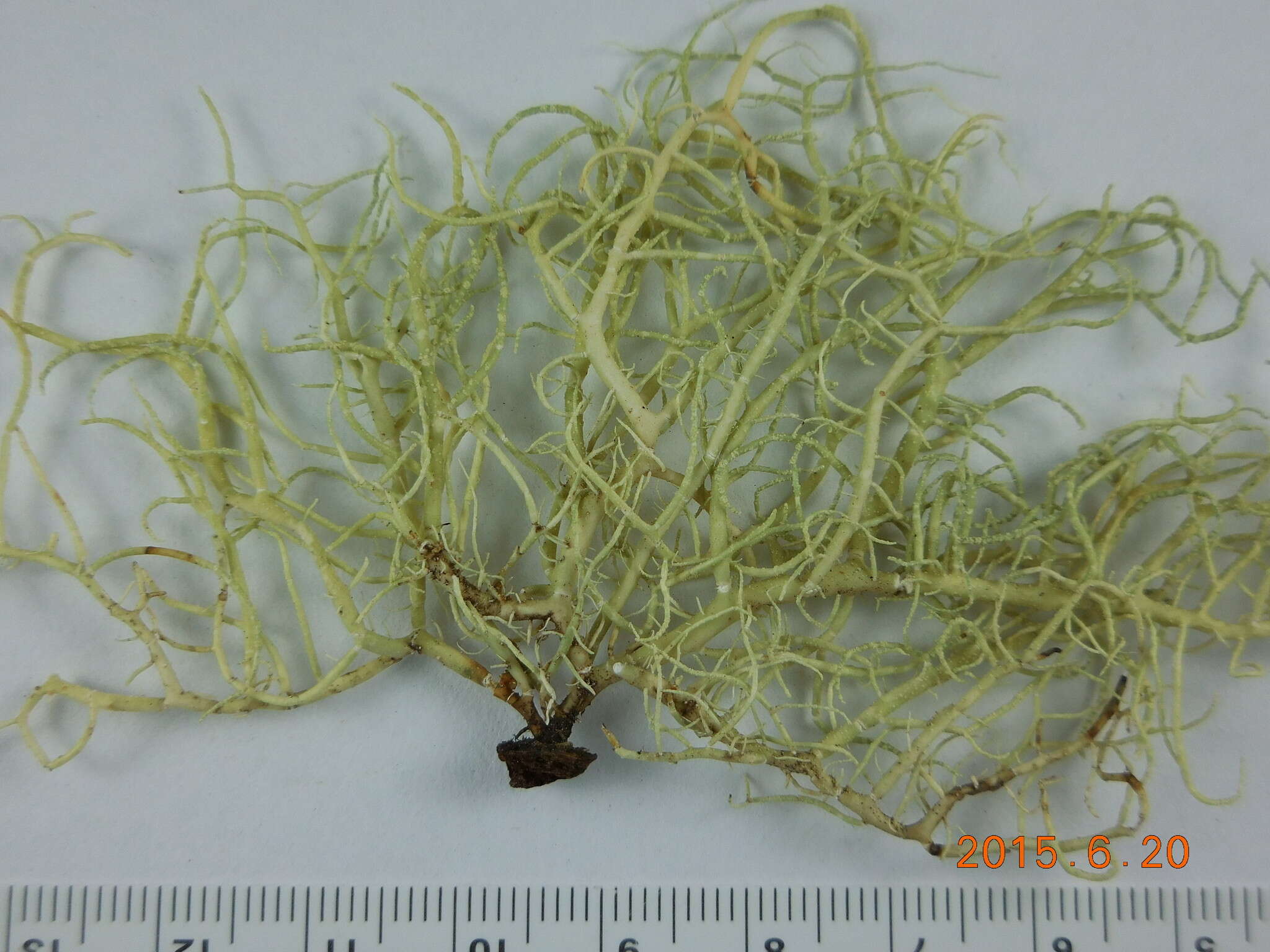 Слика од Usnea fragilescens Hav. ex Lynge