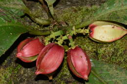 Image of Chrysochlamys grandifolia (L. O. Williams) B. E. Hammel