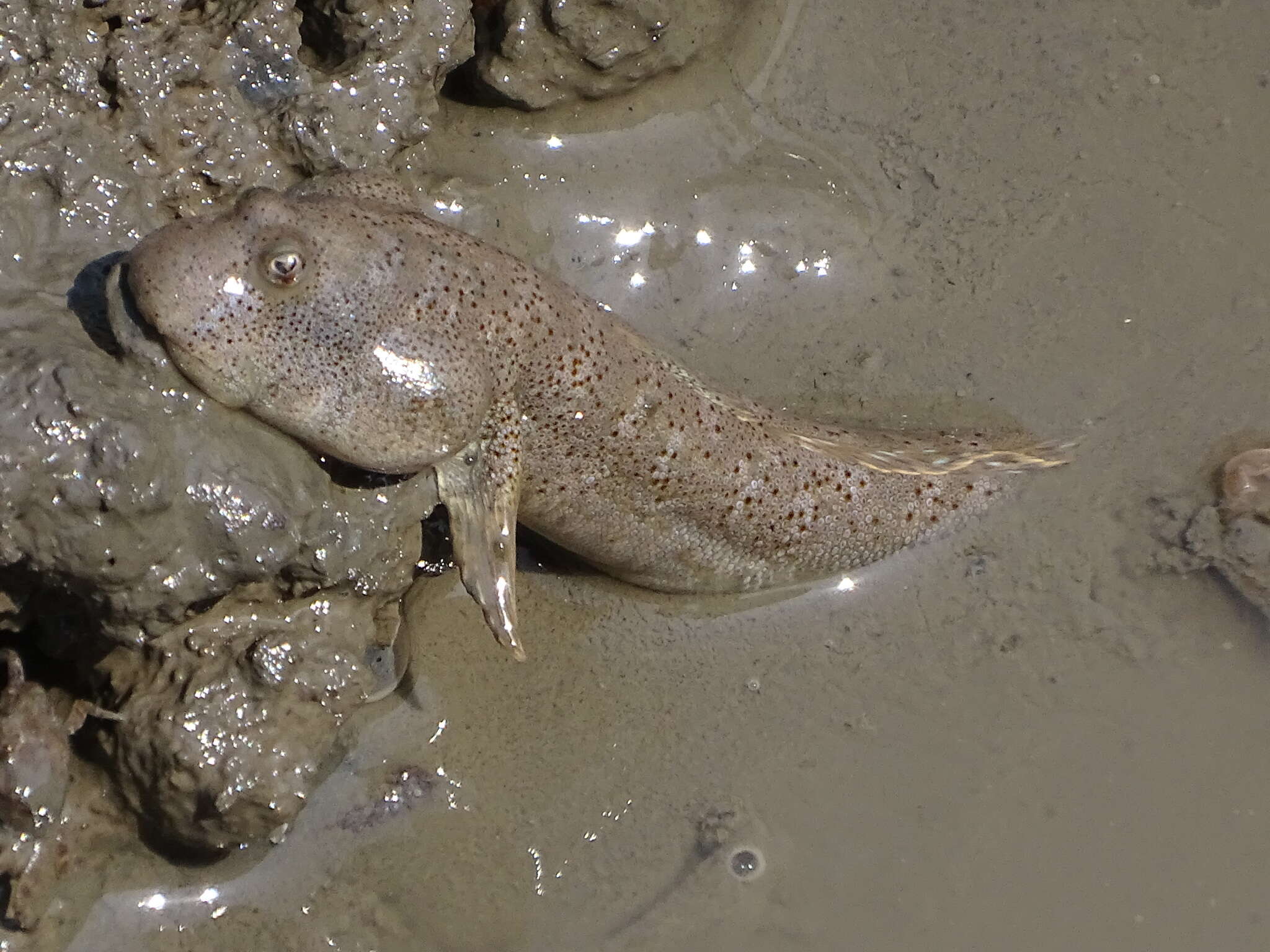 Image of Mud skipper