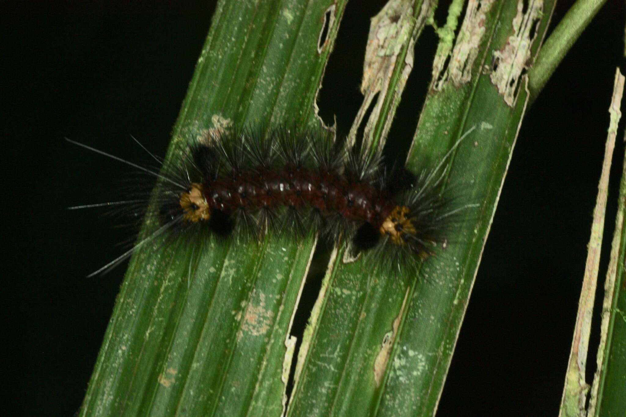 Image of Cosmosoma zurcheri Druce 1894