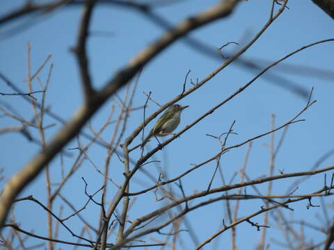 Image of Pearly-vented Tody-Tyrant