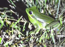 Imagem de Boana marginata (Boulenger 1887)