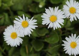 Image of Daisy