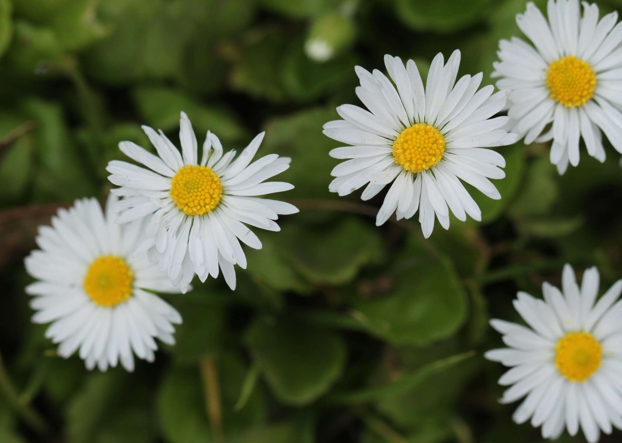 Image of Daisy