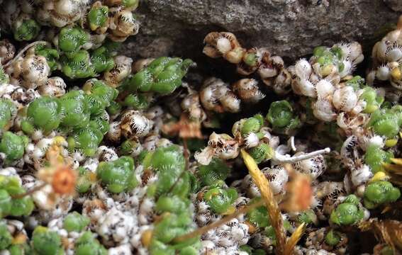 Image of ciliate saxifrage