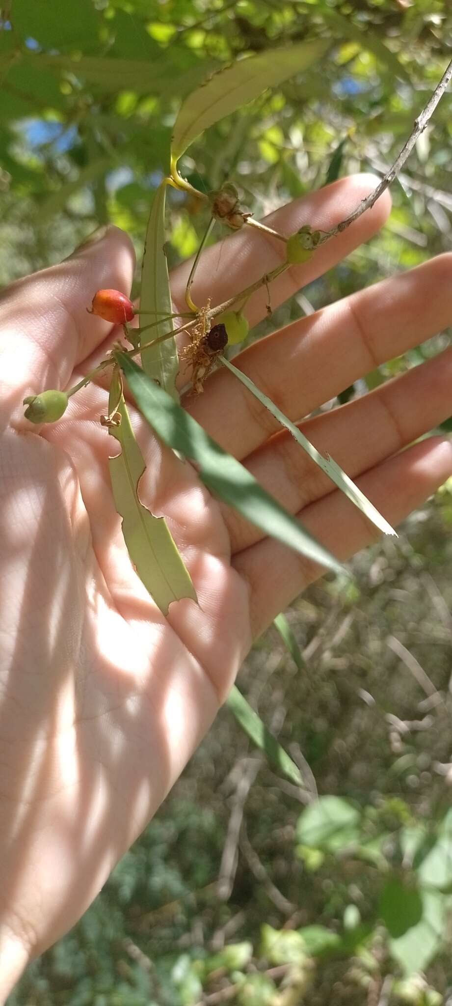 Myrceugenia glaucescens (Cambess.) D. Legrand & Kausel resmi