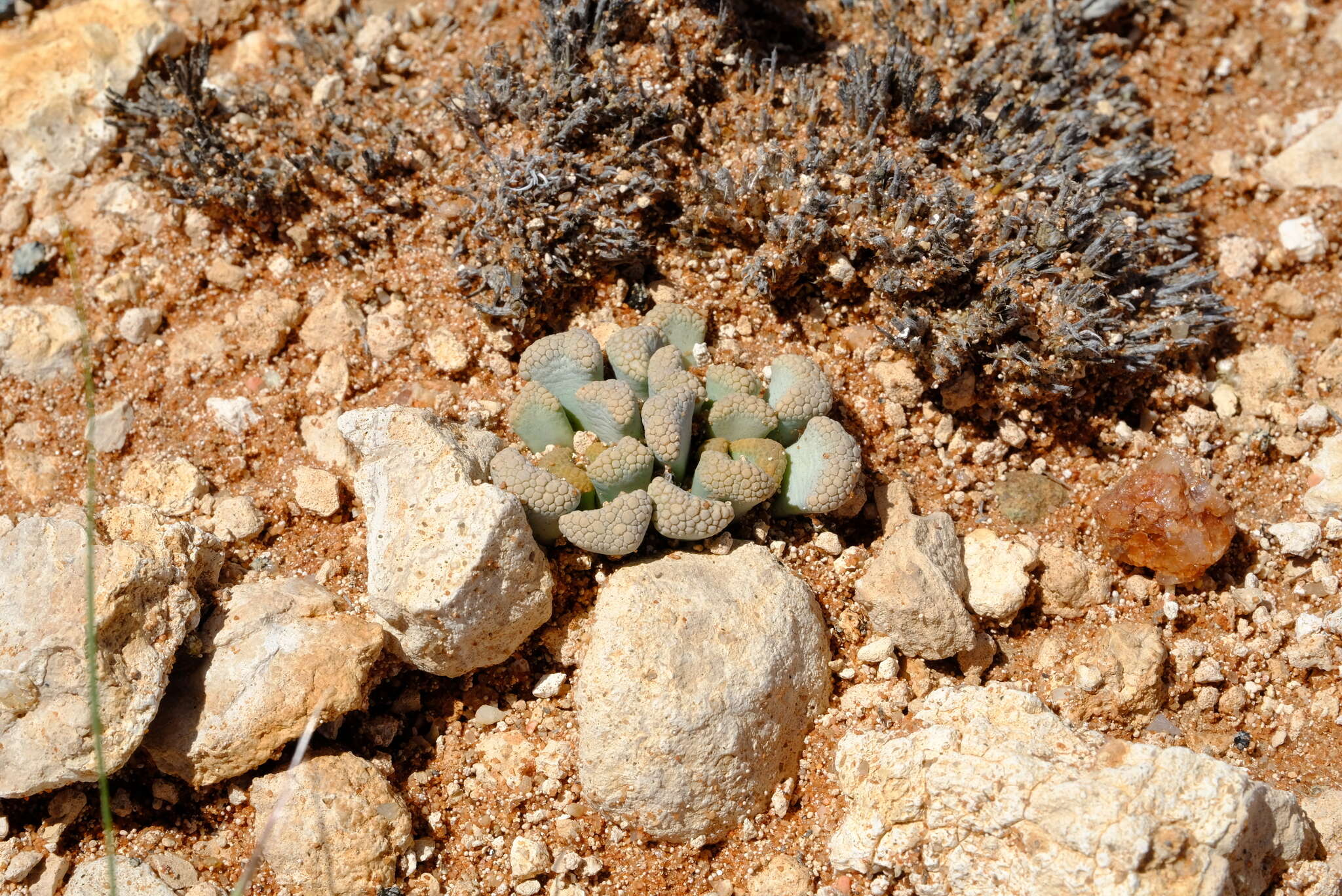 Imagem de Titanopsis schwantesii (Dinter) Schwant.