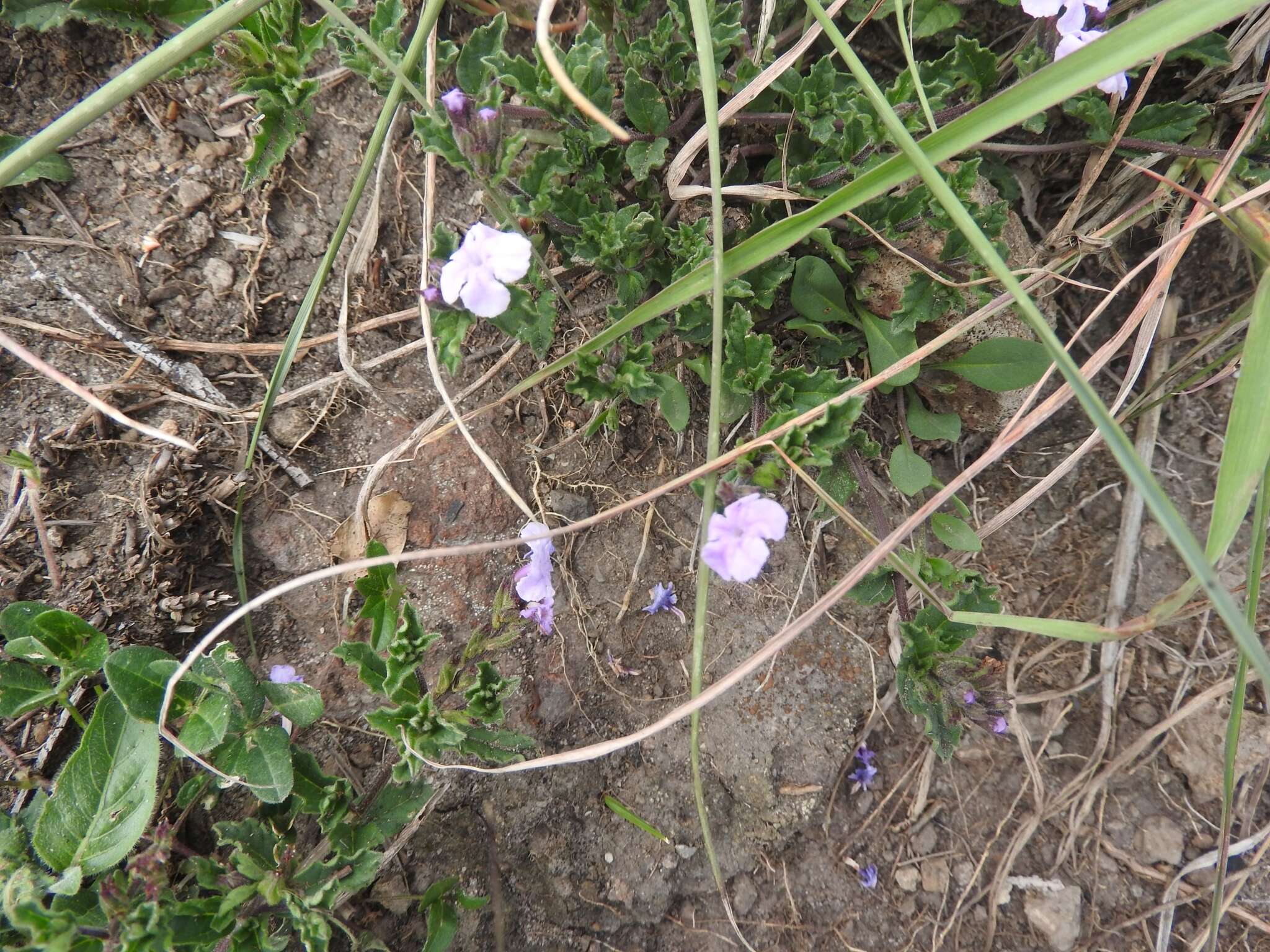 Image of Priva grandiflora (Ortega) Moldenke