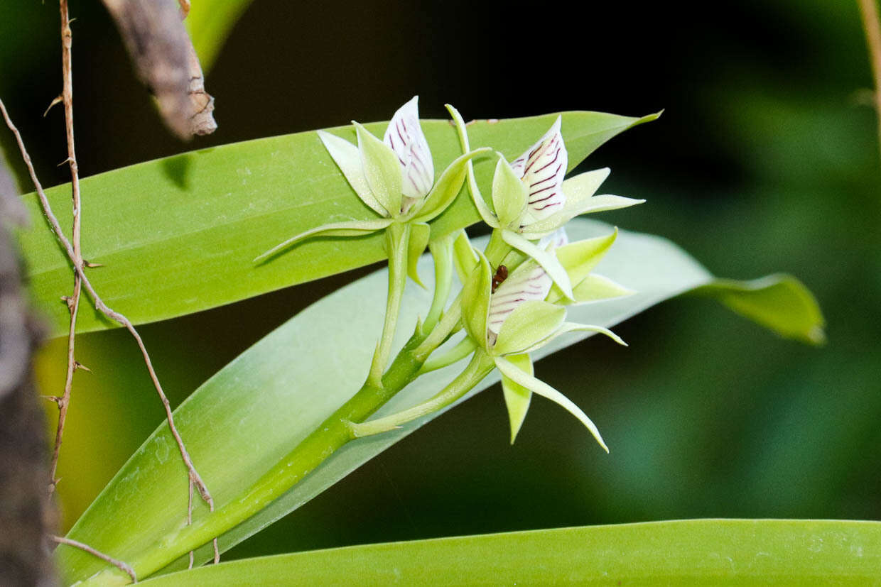 Image of Prosthechea chacaoensis (Rchb. fil.) W. E. Higgins