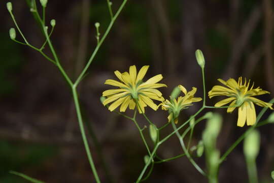 Image of Lapsana communis subsp. intermedia (M. Bieb.) Hayek