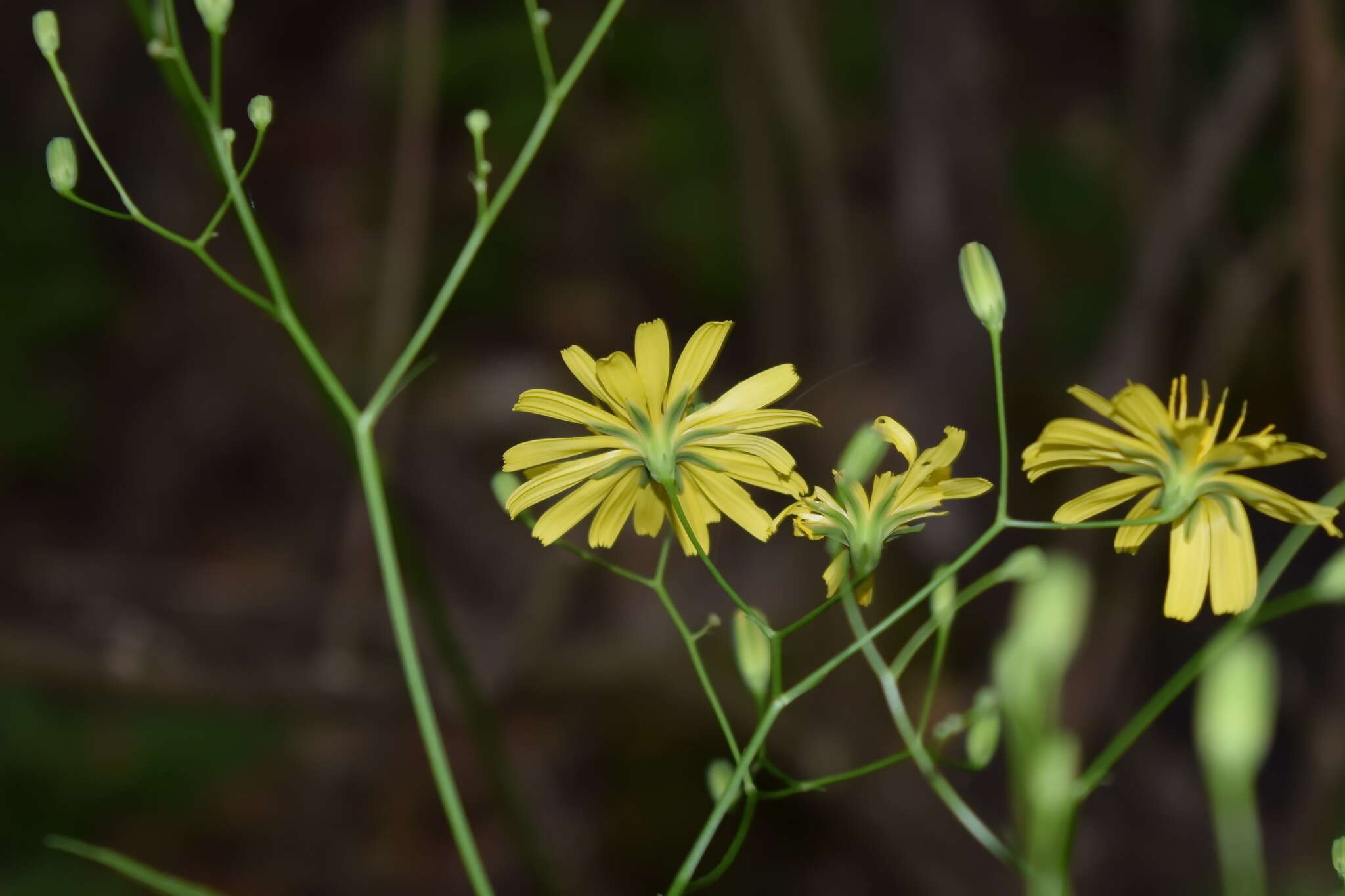 Image of Lapsana communis subsp. intermedia (M. Bieb.) Hayek