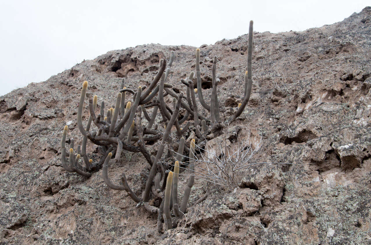 Image of Cleistocactus varispinus F. Ritter