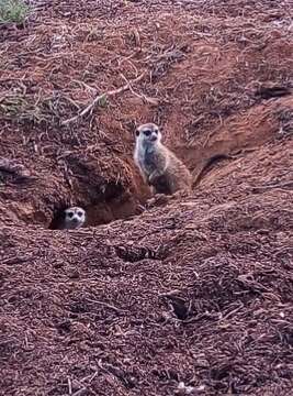 Image of Suricata suricatta suricatta (Schreber 1776)