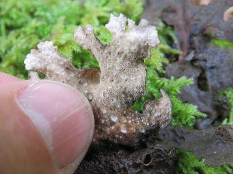 Image of spotted felt lichen