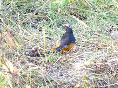 Image of White-crowned Robin-Chat