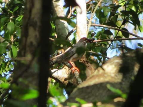 Image of Red-legged Thrush