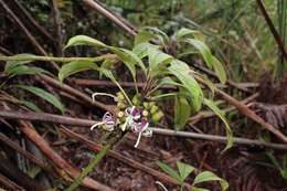 Image of Small-Flower Clermontia