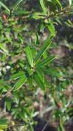 Imagem de Ilex myrtifolia Lam.