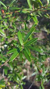 Слика од Ilex myrtifolia Lam.