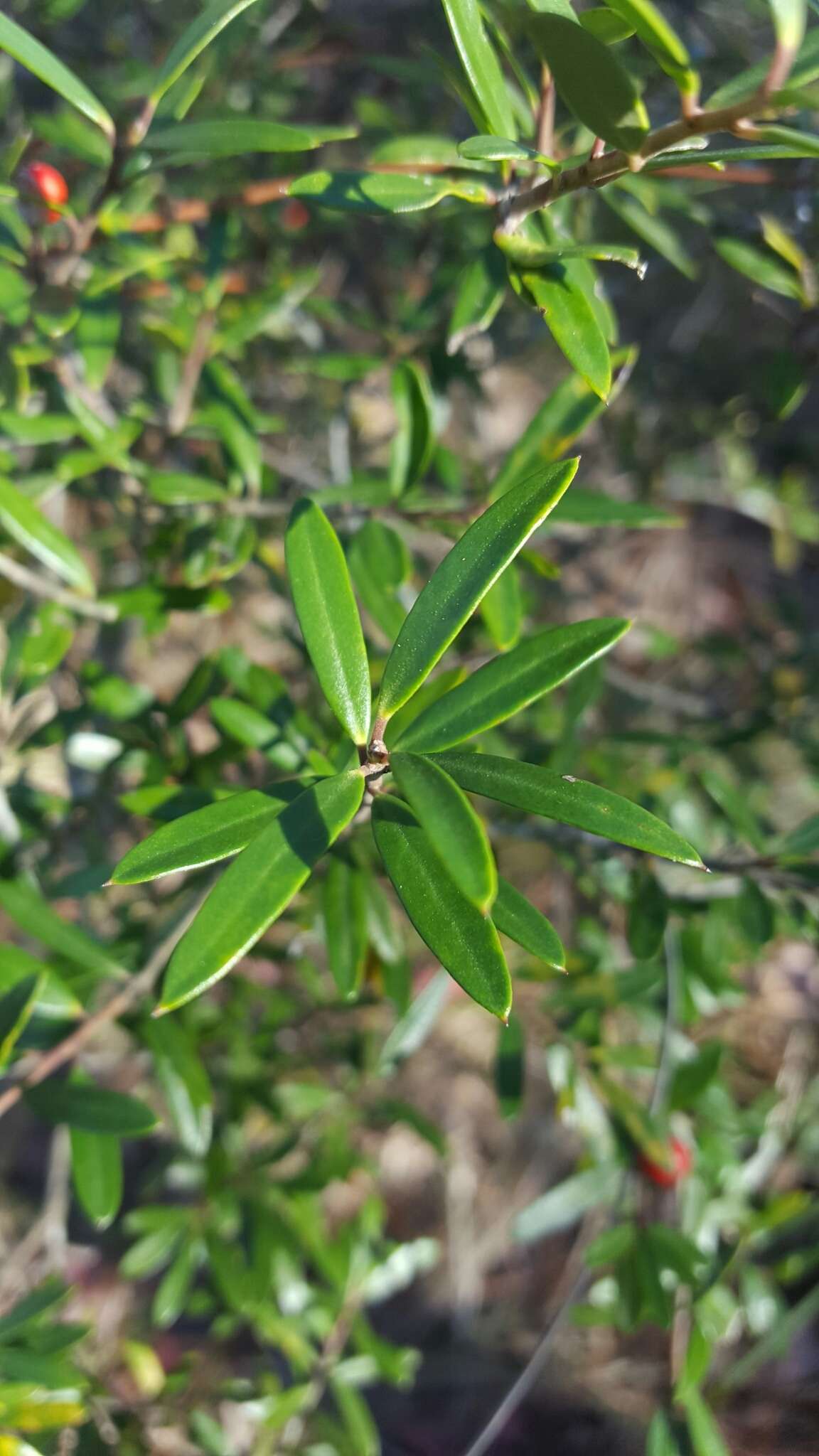 Imagem de Ilex myrtifolia Lam.