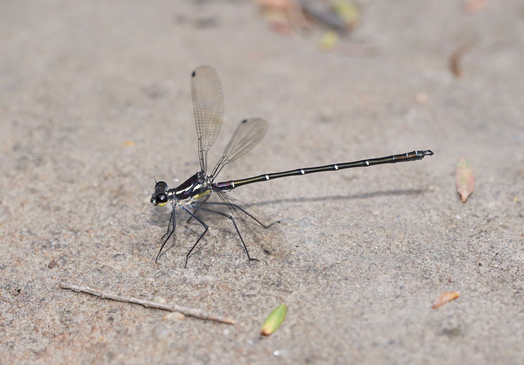 Image of Sydney flatwing