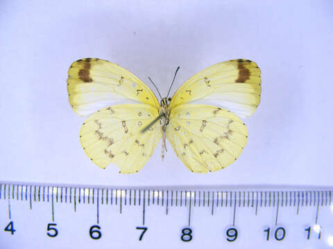 Imagem de Eurema hapale (Mabille 1882)