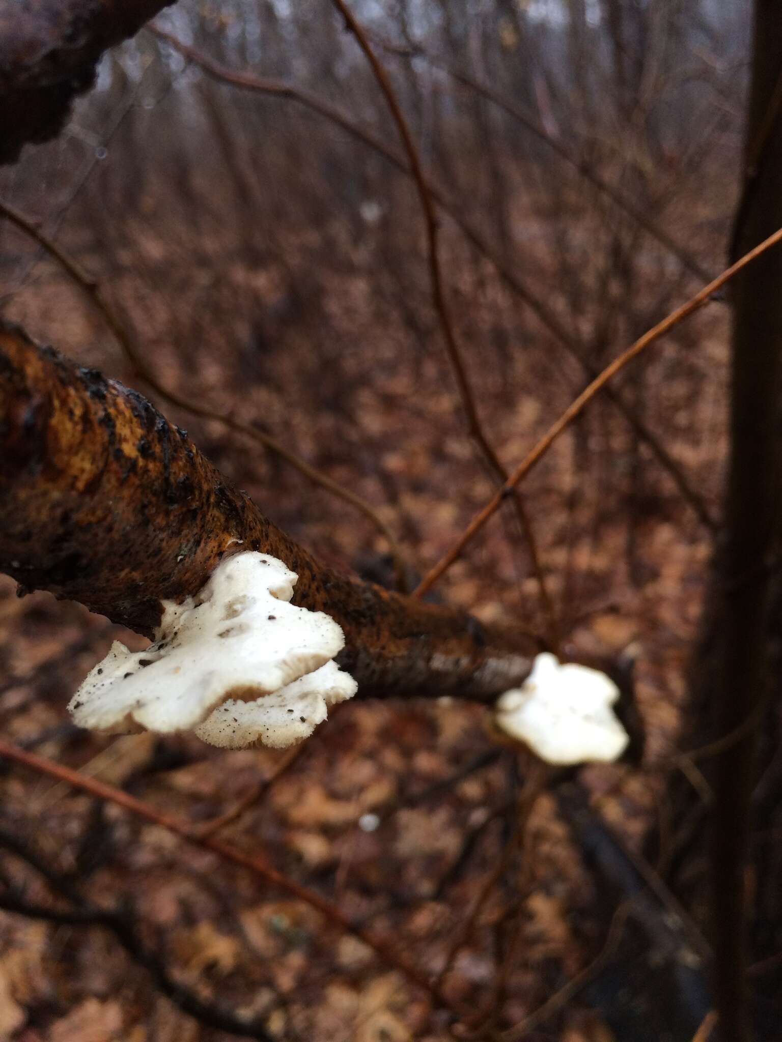 Image of White Cheese Polypore