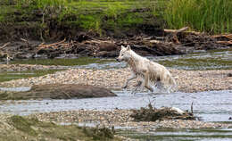 Image of Arctic wolf